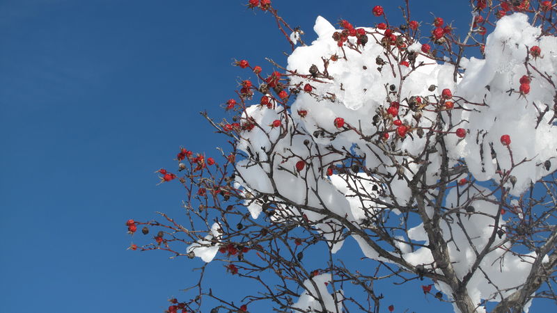 Inverno magico