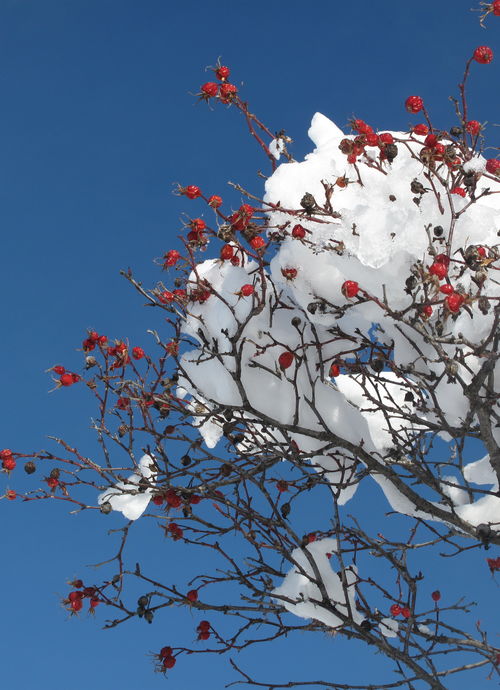 Zauberhafter Winter