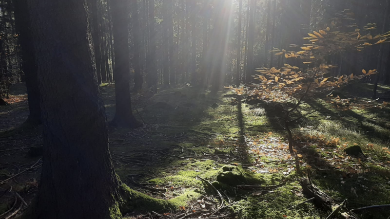 Wald als Sehnsuchtsort