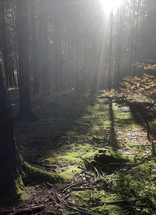 Wald als Sehnsuchtsort