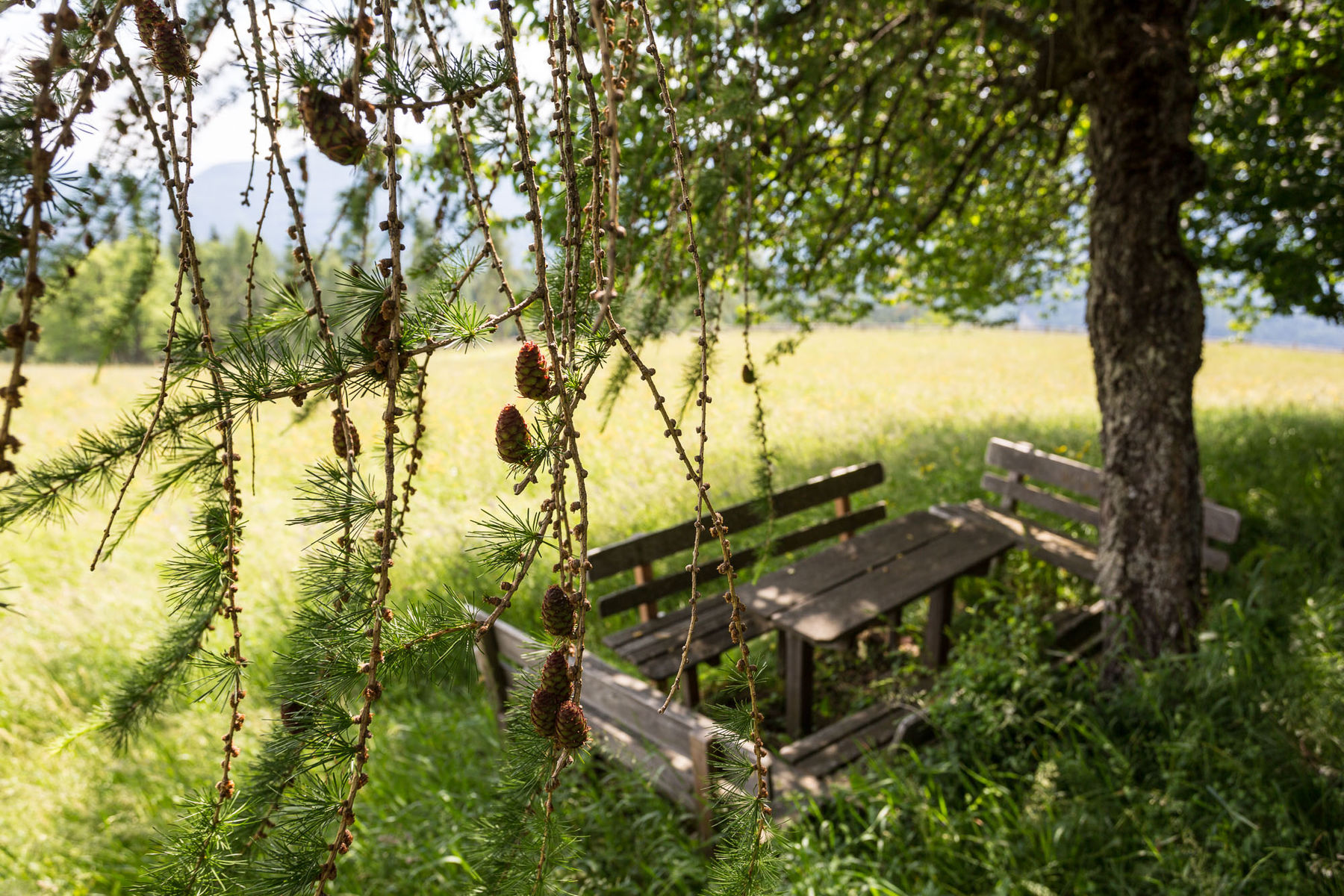 Rast in idyllischer Landschaft. Den Sommer genießen.
