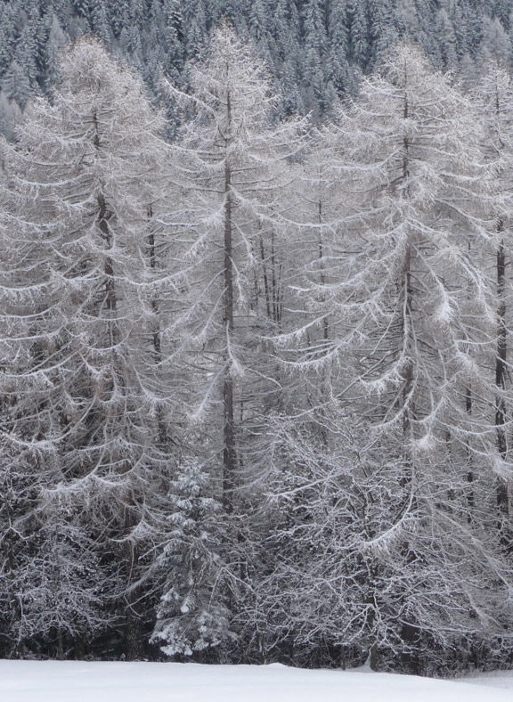 Verschneite Wälder in Radein, Südtirol.