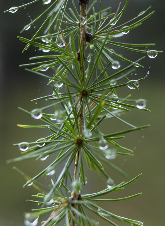 Natur-Waldbesitz